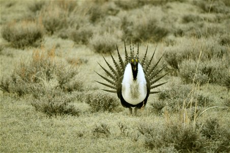 Male greater sage-grouse struts at lek (dancing or mating grounds) to attract females near Bodie, California. (Jeannie Stafford/USFS) photo