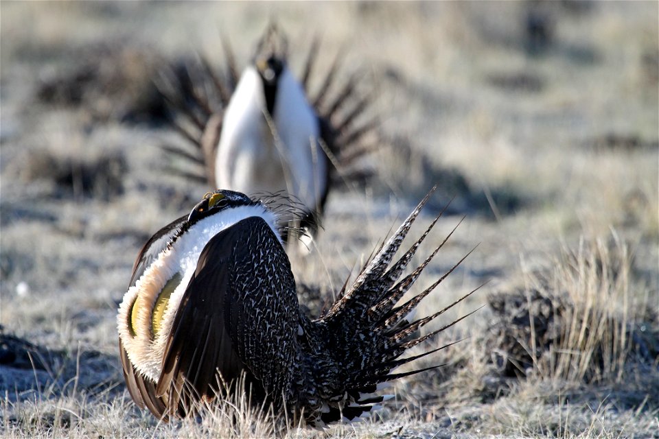 Wyoming has an unbelievable variety of world class wildlife. From grizzly bears to marmots, golden eagles to cutthroat trout, Wyoming offers something for everyone. BLM lands are vital to big game, up