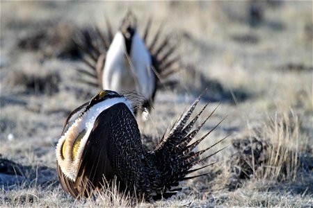Wyoming has an unbelievable variety of world class wildlife. From grizzly bears to marmots, golden eagles to cutthroat trout, Wyoming offers something for everyone. BLM lands are vital to big game, up