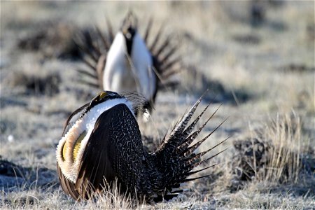 Wyoming has an unbelievable variety of world class wildlife. From grizzly bears to marmots, golden eagles to cutthroat trout, Wyoming offers something for everyone. BLM lands are vital to big game, up photo