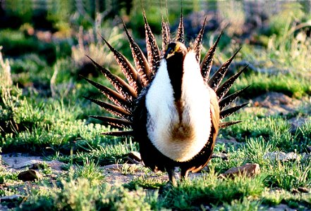 Northwest wildlife!
The BLM manages public lands in Oregon and Washington that are home to some of the most diverse and incredible wildlife species and habitats. 

The BLM cooperates closely with stat