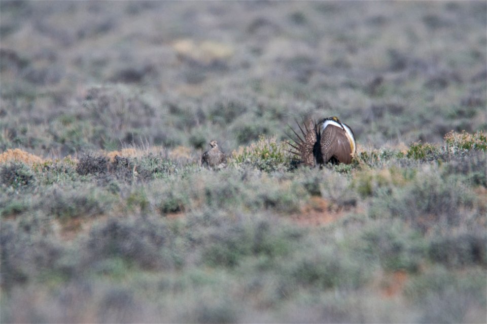 The sagebrush ecosystem is home to unique plant and wildlife species, and is very important to the overall ecological health of eastern Oregon. Many birds and mammals depend on sagebrush ecosystems in