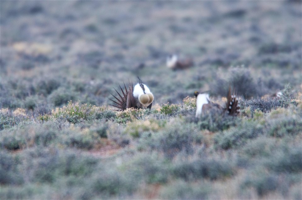 The sagebrush ecosystem is home to unique plant and wildlife species, and is very important to the overall ecological health of eastern Oregon. Many birds and mammals depend on sagebrush ecosystems in