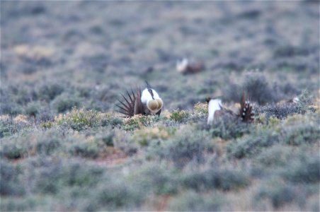 The sagebrush ecosystem is home to unique plant and wildlife species, and is very important to the overall ecological health of eastern Oregon. Many birds and mammals depend on sagebrush ecosystems in
