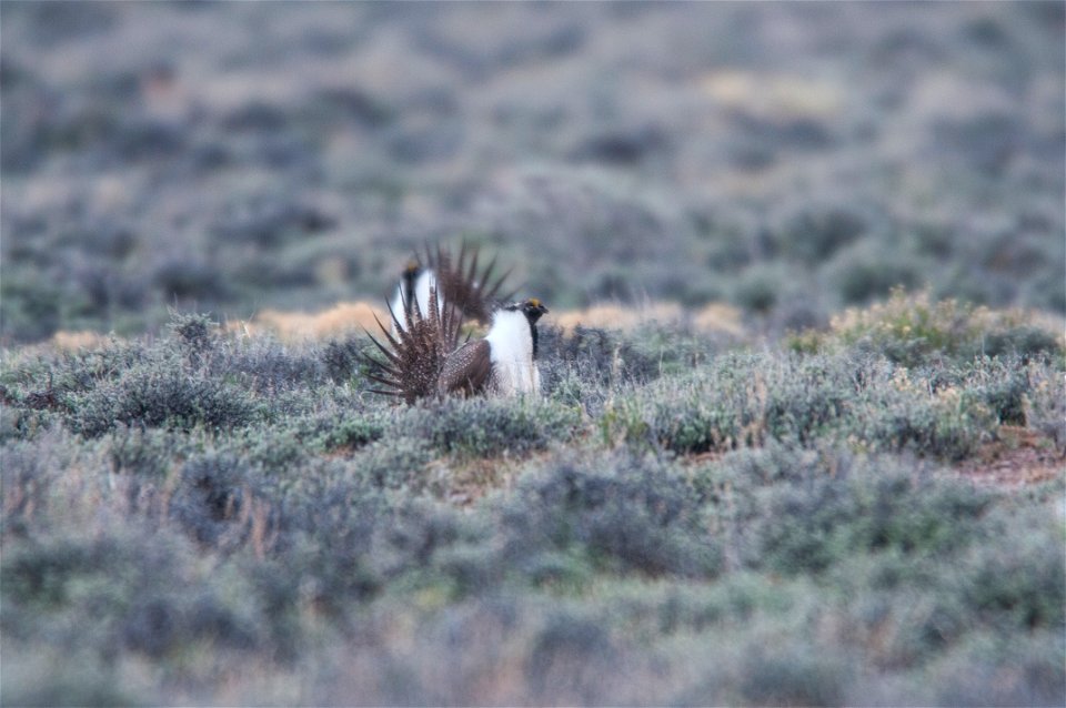 The sagebrush ecosystem is home to unique plant and wildlife species, and is very important to the overall ecological health of eastern Oregon. Many birds and mammals depend on sagebrush ecosystems in