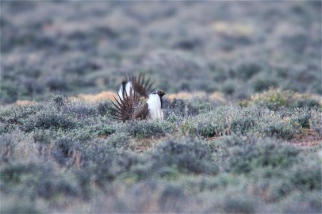 The sagebrush ecosystem is home to unique plant and wildlife species, and is very important to the overall ecological health of eastern Oregon. Many birds and mammals depend on sagebrush ecosystems in
