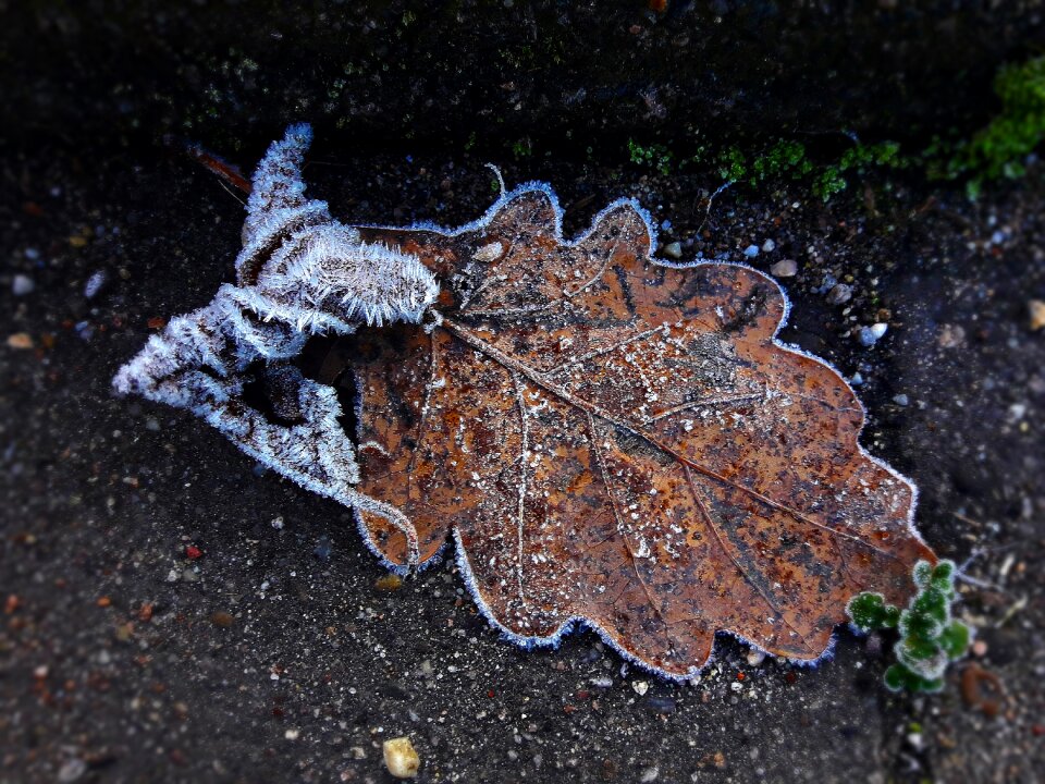 Frozen winter plants