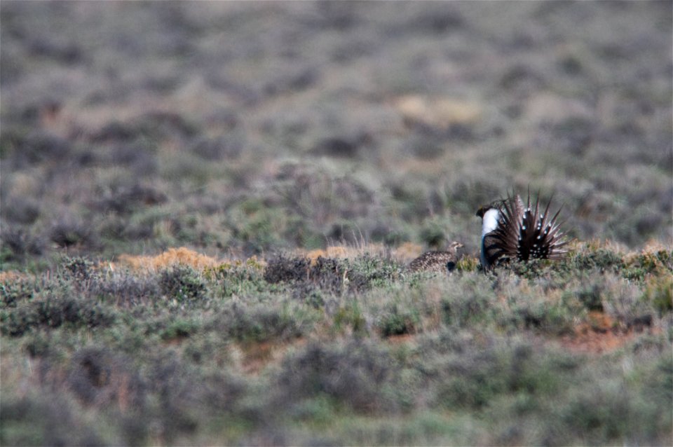 The sagebrush ecosystem is home to unique plant and wildlife species, and is very important to the overall ecological health of eastern Oregon. Many birds and mammals depend on sagebrush ecosystems in
