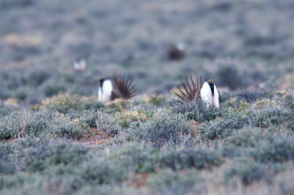 The sagebrush ecosystem is home to unique plant and wildlife species, and is very important to the overall ecological health of eastern Oregon. Many birds and mammals depend on sagebrush ecosystems in