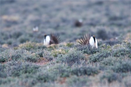 The sagebrush ecosystem is home to unique plant and wildlife species, and is very important to the overall ecological health of eastern Oregon. Many birds and mammals depend on sagebrush ecosystems in