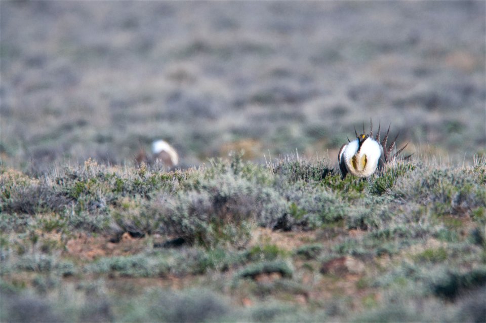The sagebrush ecosystem is home to unique plant and wildlife species, and is very important to the overall ecological health of eastern Oregon. Many birds and mammals depend on sagebrush ecosystems in