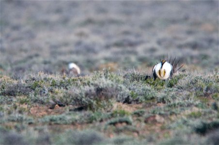 The sagebrush ecosystem is home to unique plant and wildlife species, and is very important to the overall ecological health of eastern Oregon. Many birds and mammals depend on sagebrush ecosystems in