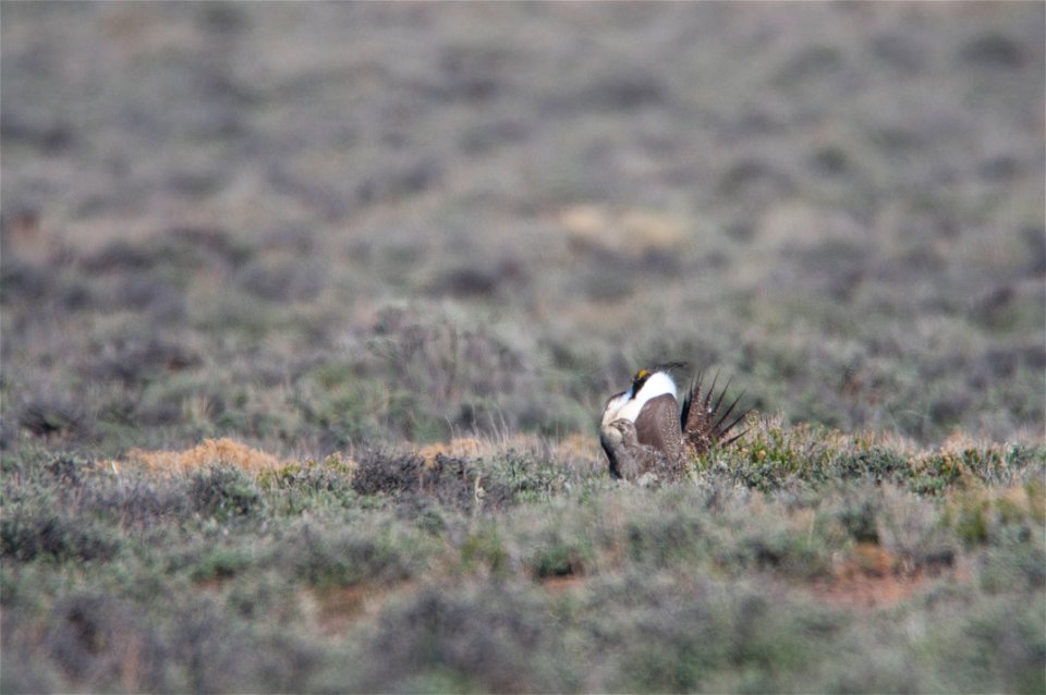 The sagebrush ecosystem is home to unique plant and wildlife species, and is very important to the overall ecological health of eastern Oregon. Many birds and mammals depend on sagebrush ecosystems in