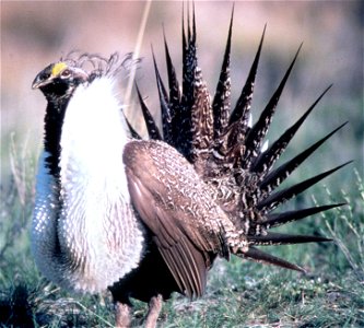 Sage Grouse in Grand Teton NP-NPS photo