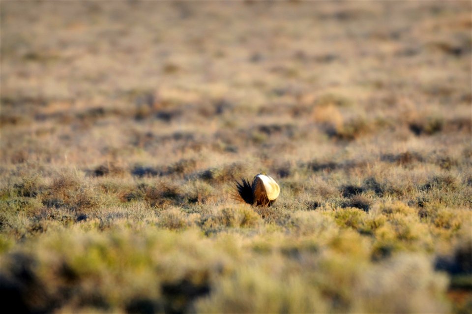 The sagebrush ecosystem is home to unique plant and wildlife species, and is very important to the overall ecological health of eastern Oregon. Many birds and mammals depend on sagebrush ecosystems in
