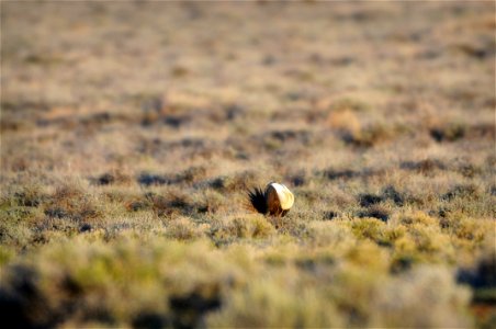 The sagebrush ecosystem is home to unique plant and wildlife species, and is very important to the overall ecological health of eastern Oregon. Many birds and mammals depend on sagebrush ecosystems in