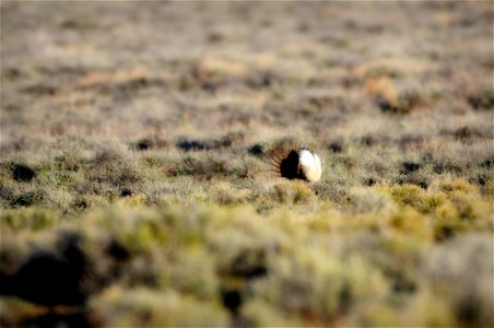 The sagebrush ecosystem is home to unique plant and wildlife species, and is very important to the overall ecological health of eastern Oregon. Many birds and mammals depend on sagebrush ecosystems in