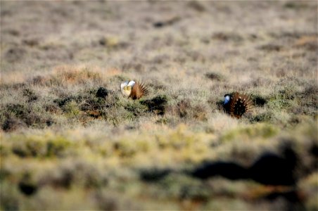 The sagebrush ecosystem is home to unique plant and wildlife species, and is very important to the overall ecological health of eastern Oregon. Many birds and mammals depend on sagebrush ecosystems in