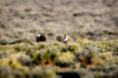 The sagebrush ecosystem is home to unique plant and wildlife species, and is very important to the overall ecological health of eastern Oregon. Many birds and mammals depend on sagebrush ecosystems in