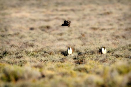 The sagebrush ecosystem is home to unique plant and wildlife species, and is very important to the overall ecological health of eastern Oregon. Many birds and mammals depend on sagebrush ecosystems in