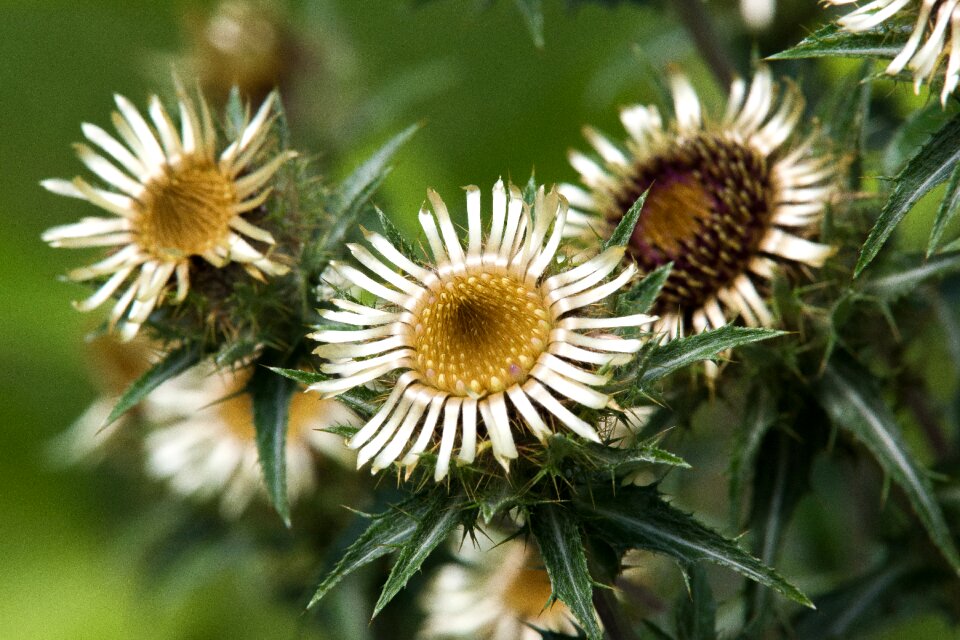 Nature prickly plant