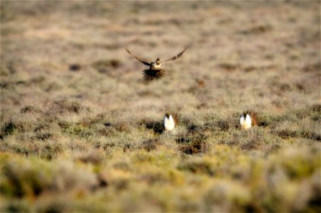 The sagebrush ecosystem is home to unique plant and wildlife species, and is very important to the overall ecological health of eastern Oregon. Many birds and mammals depend on sagebrush ecosystems in