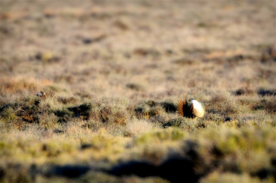 The sagebrush ecosystem is home to unique plant and wildlife species, and is very important to the overall ecological health of eastern Oregon. Many birds and mammals depend on sagebrush ecosystems in