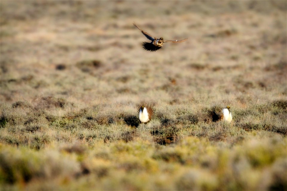 The sagebrush ecosystem is home to unique plant and wildlife species, and is very important to the overall ecological health of eastern Oregon. Many birds and mammals depend on sagebrush ecosystems in
