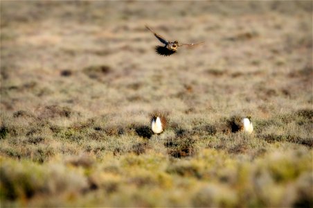 The sagebrush ecosystem is home to unique plant and wildlife species, and is very important to the overall ecological health of eastern Oregon. Many birds and mammals depend on sagebrush ecosystems in