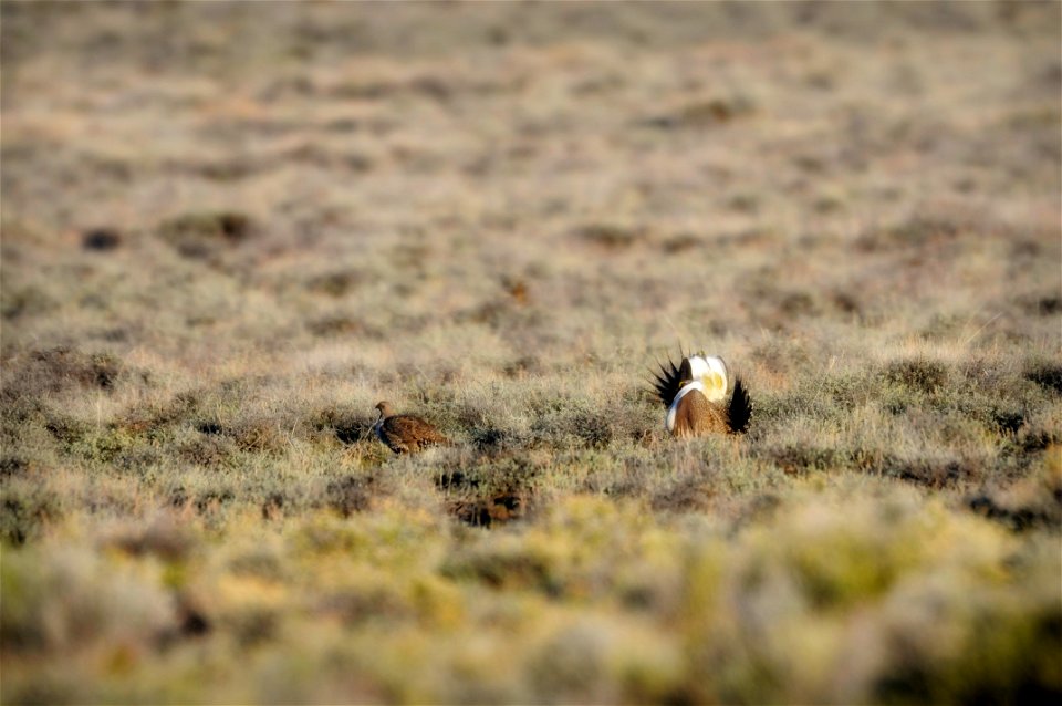 The sagebrush ecosystem is home to unique plant and wildlife species, and is very important to the overall ecological health of eastern Oregon. Many birds and mammals depend on sagebrush ecosystems in