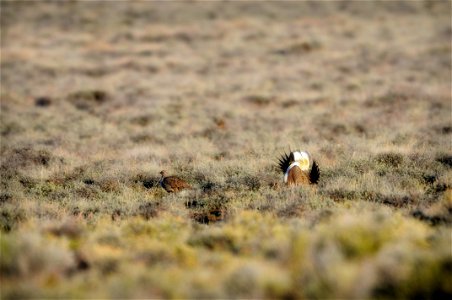 The sagebrush ecosystem is home to unique plant and wildlife species, and is very important to the overall ecological health of eastern Oregon. Many birds and mammals depend on sagebrush ecosystems in