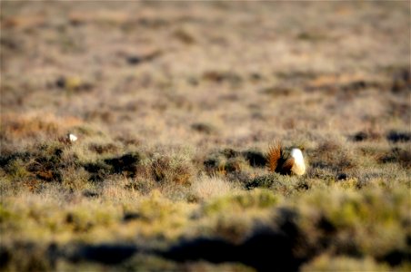 The sagebrush ecosystem is home to unique plant and wildlife species, and is very important to the overall ecological health of eastern Oregon. Many birds and mammals depend on sagebrush ecosystems in