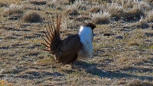 On April 23, BLM Range Management Specialists shot photos and video at a Sage-grouse lek near Louse Canyon geographic management area and McDermitt, Oregon.
The sagebrush ecosystem is home to unique p