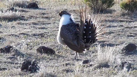 n April 23, BLM Range Management Specialists shot photos and video at a Sage-grouse lek near Louse Canyon geographic management area and McDermitt, Oregon.
The sagebrush ecosystem is home to unique pl