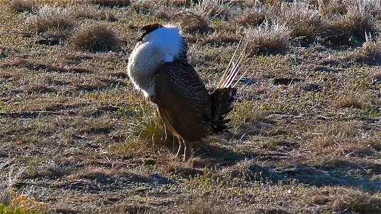 On April 23, BLM Range Management Specialists shot photos and video at a Sage-grouse lek near Louse Canyon geographic management area and McDermitt, Oregon.
The sagebrush ecosystem is home to unique p