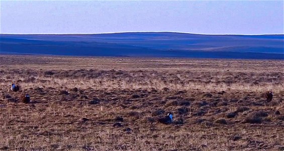 On April 23, BLM Range Management Specialists shot photos and video at a Sage-grouse lek near Louse Canyon geographic management area and McDermitt, Oregon.
The sagebrush ecosystem is home to unique p