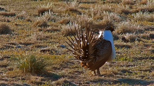 On April 23, BLM Range Management Specialists shot photos and video at a Sage-grouse lek near Louse Canyon geographic management area and McDermitt, Oregon.
The sagebrush ecosystem is home to unique p