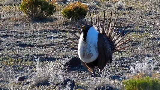On April 23, BLM Range Management Specialists shot photos and video at a Sage-grouse lek near Louse Canyon geographic management area and McDermitt, Oregon.
The sagebrush ecosystem is home to unique p