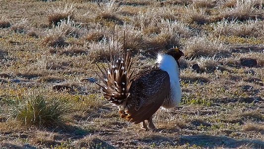 On April 23, BLM Range Management Specialists shot photos and video at a Sage-grouse lek near Louse Canyon geographic management area and McDermitt, Oregon.
The sagebrush ecosystem is home to unique p