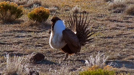 On April 23, BLM Range Management Specialists shot photos and video at a Sage-grouse lek near Louse Canyon geographic management area and McDermitt, Oregon.
The sagebrush ecosystem is home to unique p