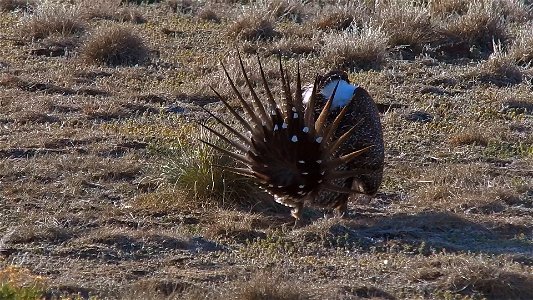 On April 23, BLM Range Management Specialists shot photos and video at a Sage-grouse lek near Louse Canyon geographic management area and McDermitt, Oregon.
The sagebrush ecosystem is home to unique p
