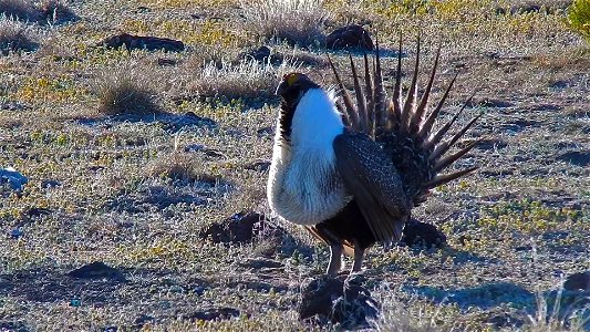 On April 23, BLM Range Management Specialists shot photos and video at a Sage-grouse lek near Louse Canyon geographic management area and McDermitt, Oregon.
The sagebrush ecosystem is home to unique p