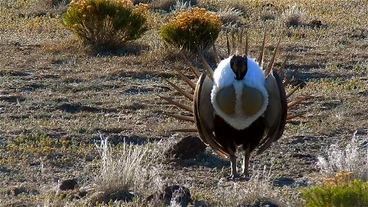 On April 23, BLM Range Management Specialists shot photos and video at a Sage-grouse lek near Louse Canyon geographic management area and McDermitt, Oregon.
The sagebrush ecosystem is home to unique p