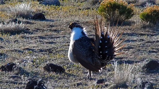 On April 23, BLM Range Management Specialists shot photos and video at a Sage-grouse lek near Louse Canyon geographic management area and McDermitt, Oregon.
The sagebrush ecosystem is home to unique p