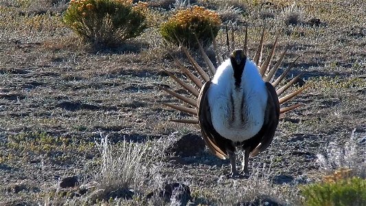 On April 23, BLM Range Management Specialists shot photos and video at a Sage-grouse lek near Louse Canyon geographic management area and McDermitt, Oregon.
The sagebrush ecosystem is home to unique p