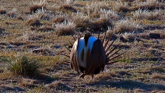 On April 23, BLM Range Management Specialists shot photos and video at a Sage-grouse lek near Louse Canyon geographic management area and McDermitt, Oregon.
The sagebrush ecosystem is home to unique p
