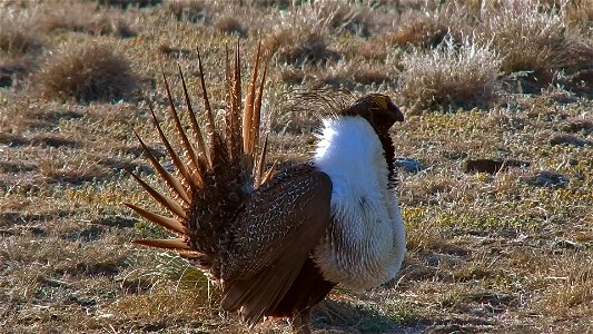 On April 23, BLM Range Management Specialists shot photos and video at a Sage-grouse lek near Louse Canyon geographic management area and McDermitt, Oregon.
The sagebrush ecosystem is home to unique p