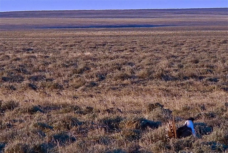 On April 23, BLM Range Management Specialists shot photos and video at a Sage-grouse lek near Louse Canyon geographic management area and McDermitt, Oregon.
The sagebrush ecosystem is home to unique p