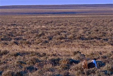 On April 23, BLM Range Management Specialists shot photos and video at a Sage-grouse lek near Louse Canyon geographic management area and McDermitt, Oregon.
The sagebrush ecosystem is home to unique p