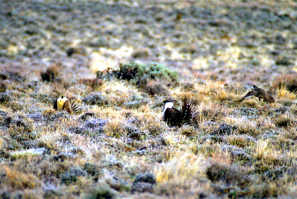 The sagebrush ecosystem is home to unique plant and wildlife species, and is very important to the overall ecological health of eastern Oregon. Many birds and mammals depend on sagebrush ecosystems in
